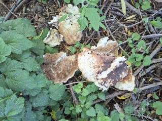 Laetiporus sulphureus