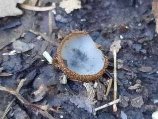 Humaria hemisphaerica