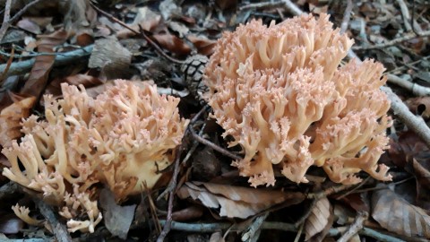 Ramaria botrytis