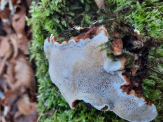 Heterobasidion parviporum