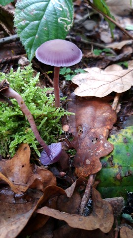 Laccaria amethystina
