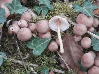 Mycena renati