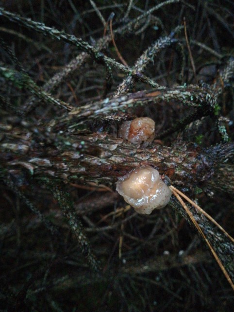 Naematelia encephala
