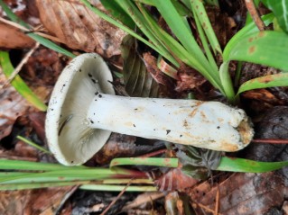 Lactifluus piperatus