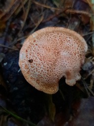 Cortinarius bolaris