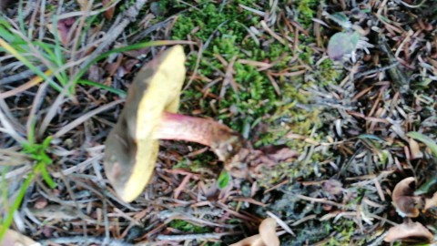 Xerocomellus chrysenteron