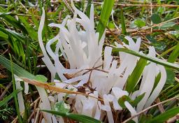 Clavaria fragilis