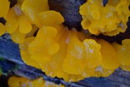 Dacrymyces chrysospermus