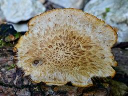 Cystoagaricus lepidotoides