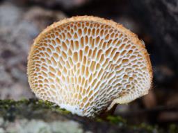 Neofavolus alveolaris