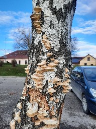 Trametes hirsuta