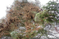 Neonectria neomacrospora