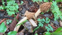 Verpa bohemica