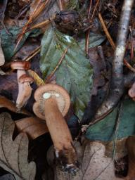 Lactarius quietus