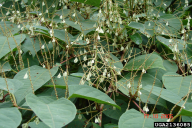 Fallopia