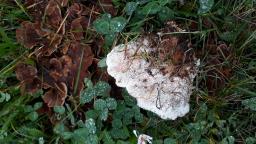 Abortiporus biennis