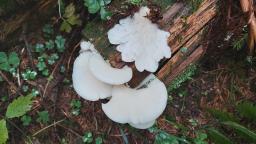 Pleurocybella porrigens