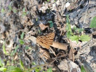 Verpa bohemica