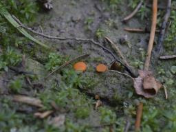 Octospora humosa
