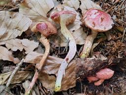 Chalciporus rubinus