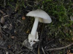 Volvariella taylorii
