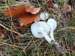Cuphophyllus virgineus