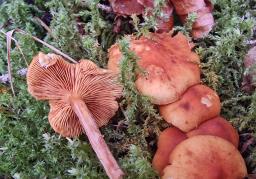 Gymnopilus penetrans