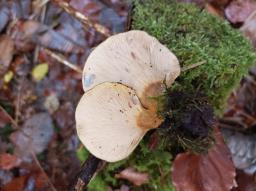 Sarcomyxa serotina