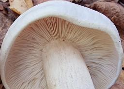 Tricholoma stiparophyllum