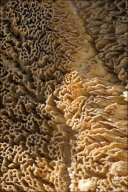 Cerrena unicolor