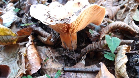 Lactarius deliciosus