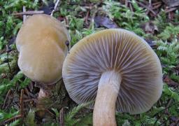 Hypholoma capnoides