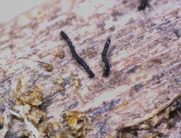Natantiella ligneola