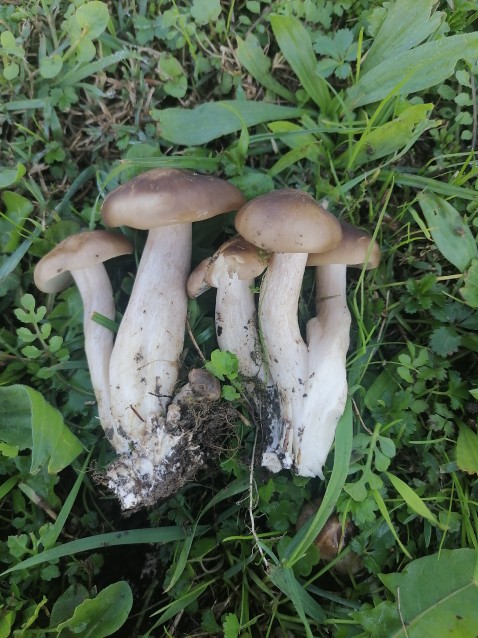 Lyophyllum loricatum