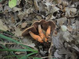 Cortinarius bulliardii