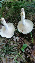 Lactifluus piperatus
