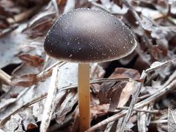 Strobilurus esculentus