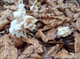 Helvella crispa