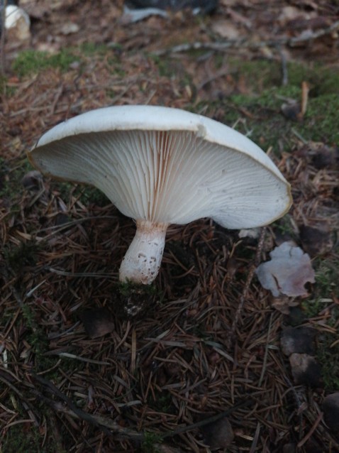 Lentinus tigrinus