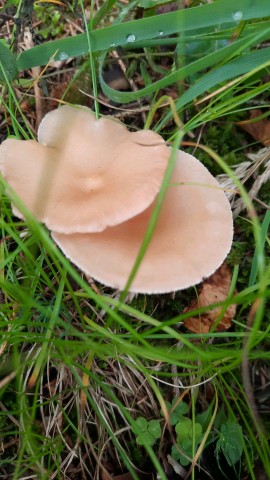Infundibulicybe gibba