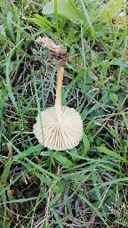 Marasmius oreades