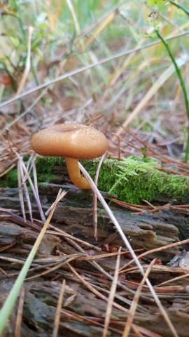 Tricholomopsis decora