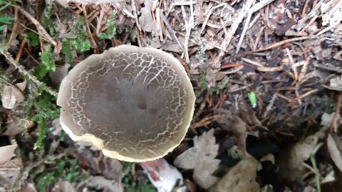 Xerocomellus chrysenteron