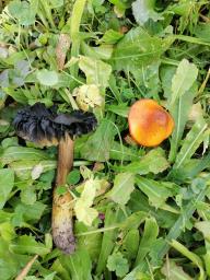 Hygrocybe conica