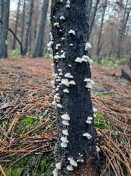 Schizophyllum commune