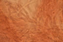Skeletocutis albocremea
