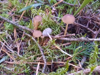 Strobilurus esculentus