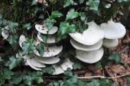Trametes gibbosa