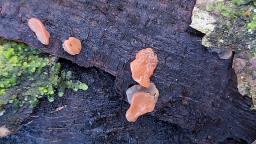 Ditangium cerasi