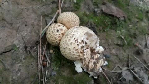 Scleroderma citrinum